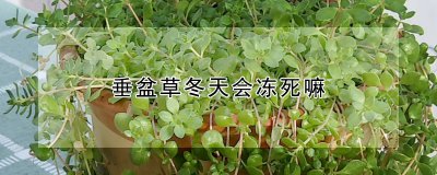 垂盆草冬天会不会冻死 垂盆草寒冬是否易受冻影响？