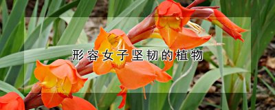 形容女子坚韧的植物种类 女子坚韧如铁的植物种类
