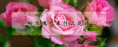 粉玫瑰有哪些寓意 粉色玫瑰象征着什么含义？