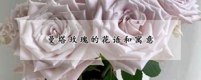 曼塔玫瑰的含义 玫瑰的其它寓意