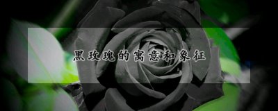 黑玫瑰的寓意和象征 黑玫瑰的象征意义