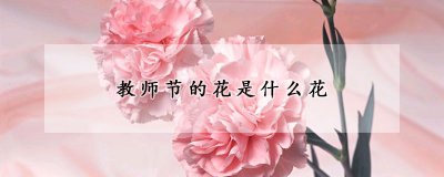 教师节的代表花卉 教师节代表花束