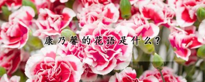康乃馨的花语是什么？ 康乃馨有哪些寓意