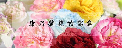 康乃馨花的寓意 以康乃馨花的花语
康乃馨花所代表的意义