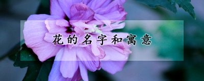 花有哪些名字和寓意 名花与花名解读花的名称及其象征意义