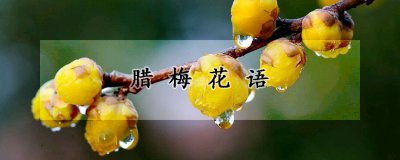 腊梅花语 腊梅花的芬芳传递情思