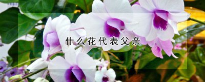哪些花代表了父亲 哪些花象征着父亲的身份