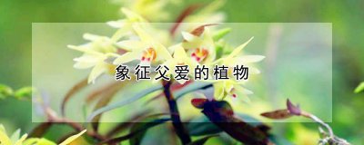 象征父爱的植物种类 象征父爱的植物 - 喜鹊花