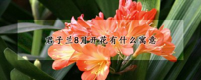 君子兰8月份开花的含义 君子兰的花语