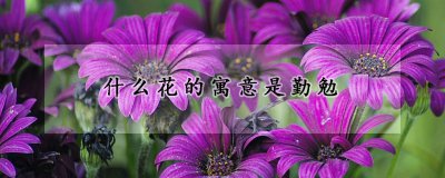 花语是勤勉的花有哪些 哪些花具有勤劳的象征意义？