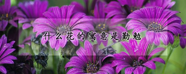 花语是勤勉的花有哪些