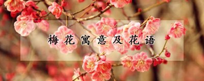 梅花寓意及花语 以梅花为寓意的花语
梅花花语的含义