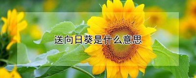送向日葵有什么寓意 送向日葵寓意何在？