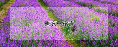 熏衣草有哪些寓意 薰衣草的象征意义