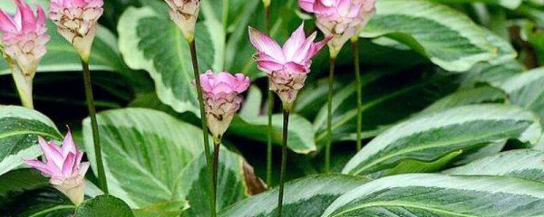 荷花竹芋花语代表