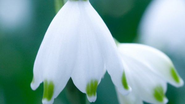 雪莲花有哪些含义