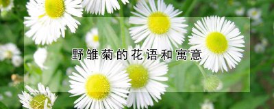 野雏菊的花语和寓意 野菊花的象征意义和含义