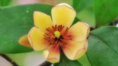 含笑花有哪些含义 笑迎春的涵义