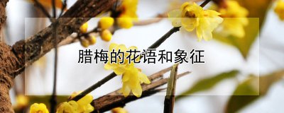 腊梅的花语和象征 腊梅的寓意和象征