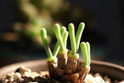 碧光环多肉怎么种 如何种植碧光环多肉？