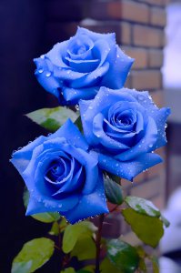 19朵蓝色妖姬的花语有哪些意思 解读19朵蓝色妖姬的花语