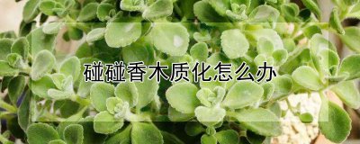 碰碰香木质化的处理方法 碰碰香木的表面处理技巧