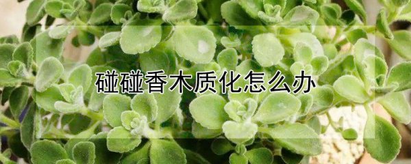碰碰香木质化的处理方法