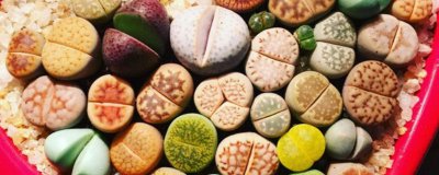 生石花冬天养护方法 冬季生石花养护指南