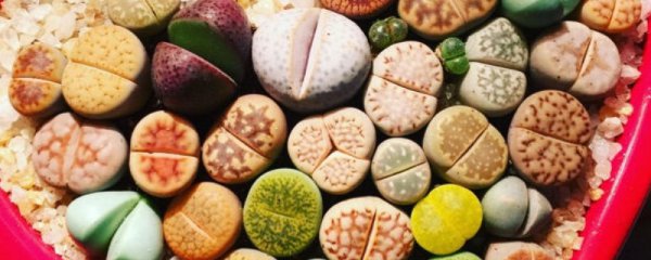 生石花冬天养护方法