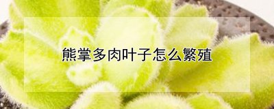 熊掌多肉叶子的繁殖方法 熊掌多肉叶子繁衍技巧