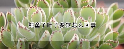 熊童子叶子为什么变软 为什么熊童子的叶子会变得柔软？