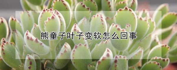 熊童子叶子为什么变软