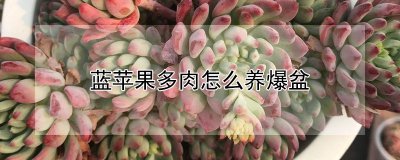 蓝苹果多肉如何养爆盆 怎样才能让蓝苹果多肉在盆中茁壮成长？
