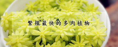 繁殖最快的多肉有哪些品种 多肉植物中哪些品种繁殖速度最快？