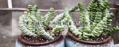 多肉钱串子中间枯萎如何抢救 多肉串中间部分枯萎怎么办？