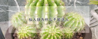 仙人球不能送人的原因 为什么仙人球不能作为礼物送人？