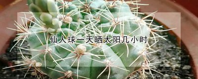 仙人球一天晒多久太阳 仙人球夏季可以晒太阳吗
