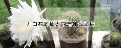 开白花的仙人球品种 白花仙人球品种介绍