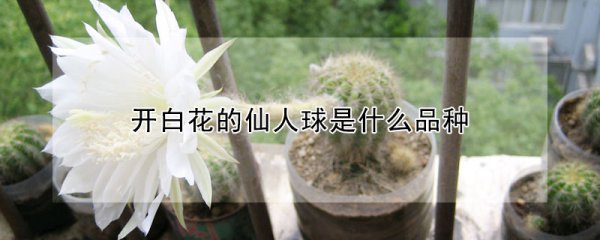 开白花的仙人球品种