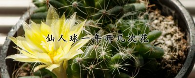 仙人球一年开多少次花 仙人球促花方法