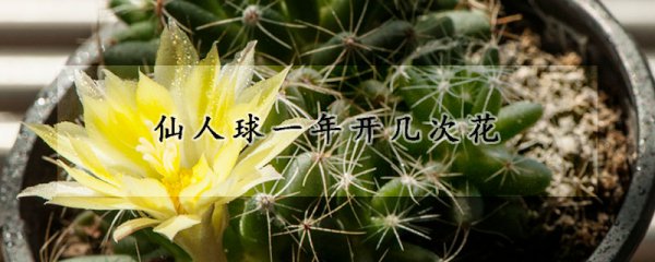 仙人球一年开多少次花
