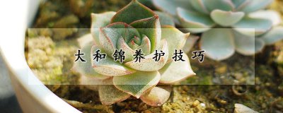 大和锦养护技巧 大和锦护理要点