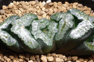 50种小贵货多肉植物 50种高档多肉植物