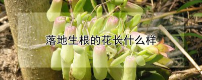 落地生根花的形状介绍 落地生根花的形态特征描述