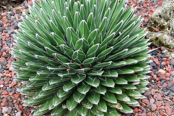 50种小贵货多肉植物