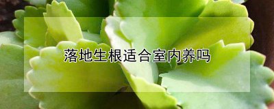落地生根可以室内养吗 室内种植落地生根植物是否可行？