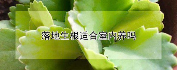 落地生根可以室内养吗
