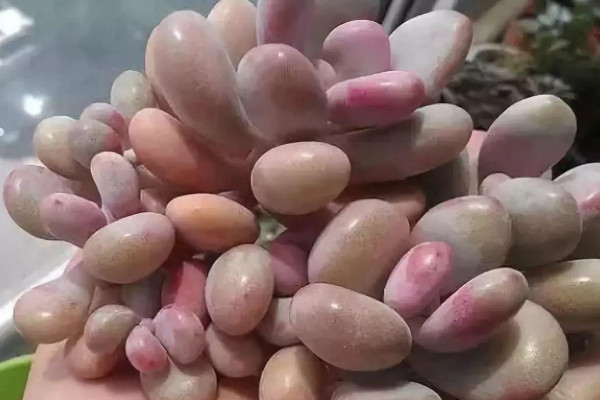 50种小贵货多肉植物