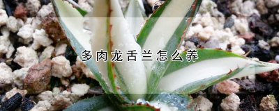 多肉龙舌兰如何养 多肉龙舌兰的养护技巧