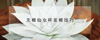 无根仙女杯如何生根 无根仙女杯如何扎根